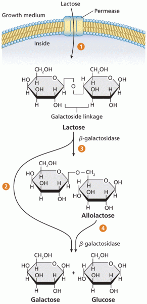 Lactose metabolism