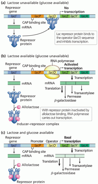 lac operon transcription regulation