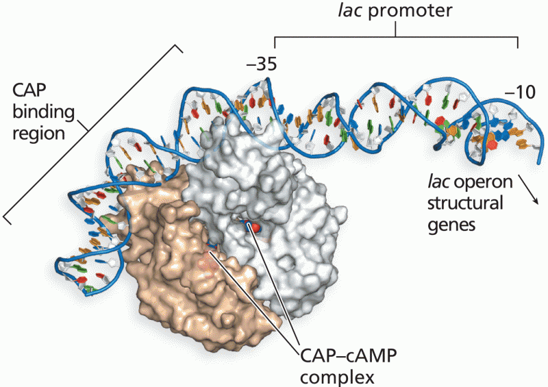 CAP–cAMP complex binding to the CAP binding region