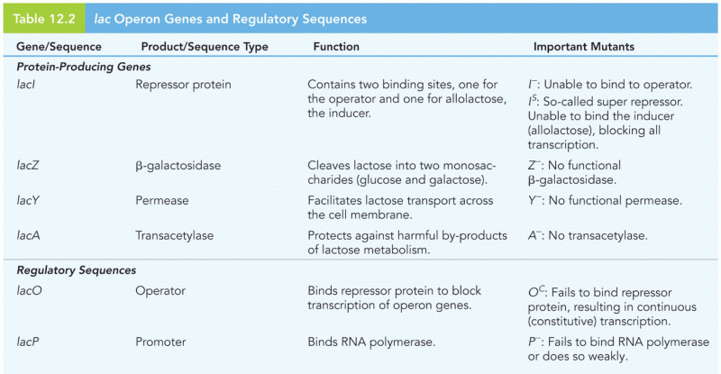 lac Operon Genes and RegulatorySequences