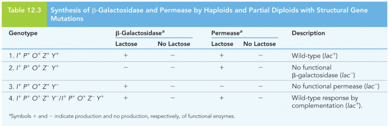 Synthesis of -Galactosidase and Permease 