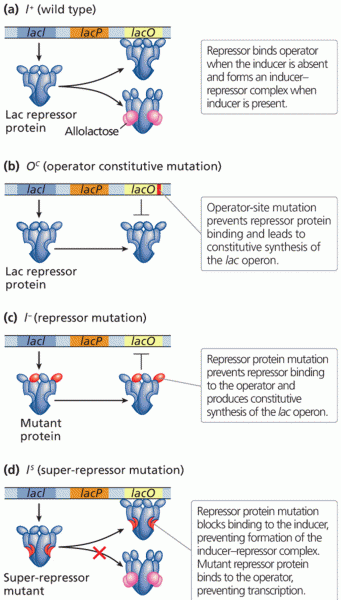 Regulatory mutations of lacI and lacO