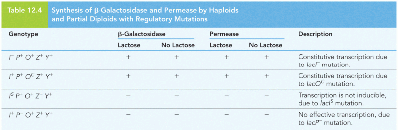 Synthesis of -Galactosidase and Permease by Haploids and Partial Diploids with Regulatory ...