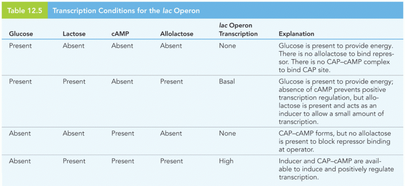 Transcription Conditions for the lac Operon