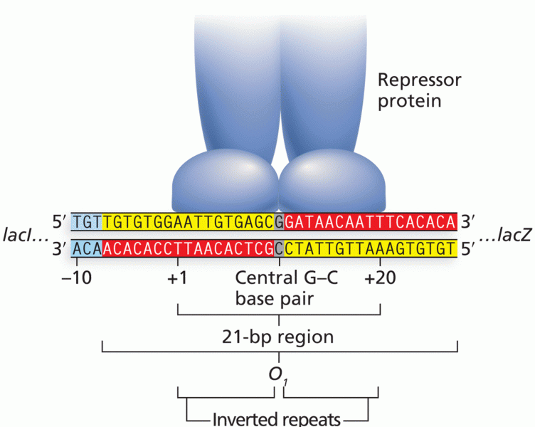 The lacO region O1 containing an inverted repeat sequence