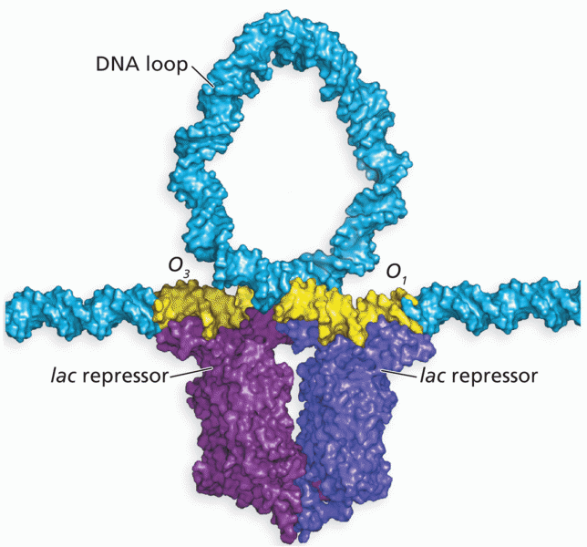 Lac repressor protein binding. The crystal structural model of Lac repressor binding at lacO