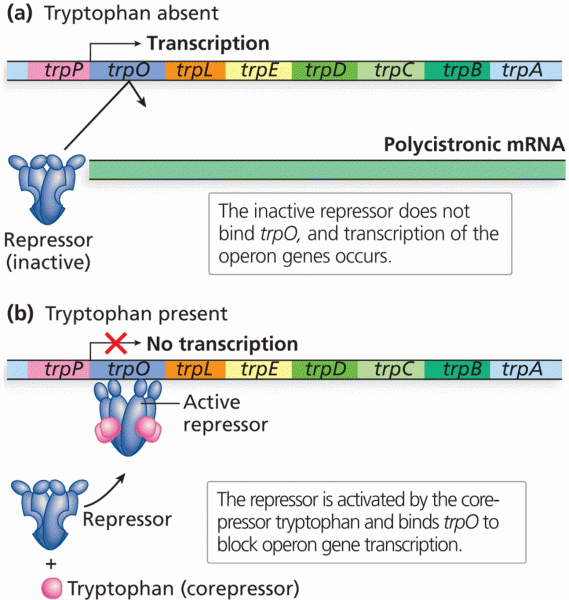 Trp operon transcription regulation by the repressor