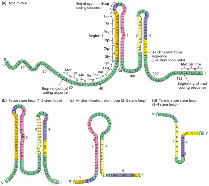 The trpL attenuator region mRNA transcript