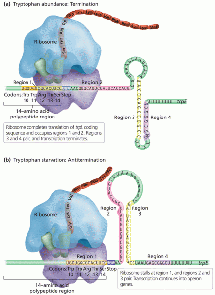 Determination of trpL mRNA stem loop