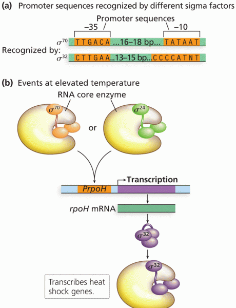 Alternative sigma factors for heat shock genes