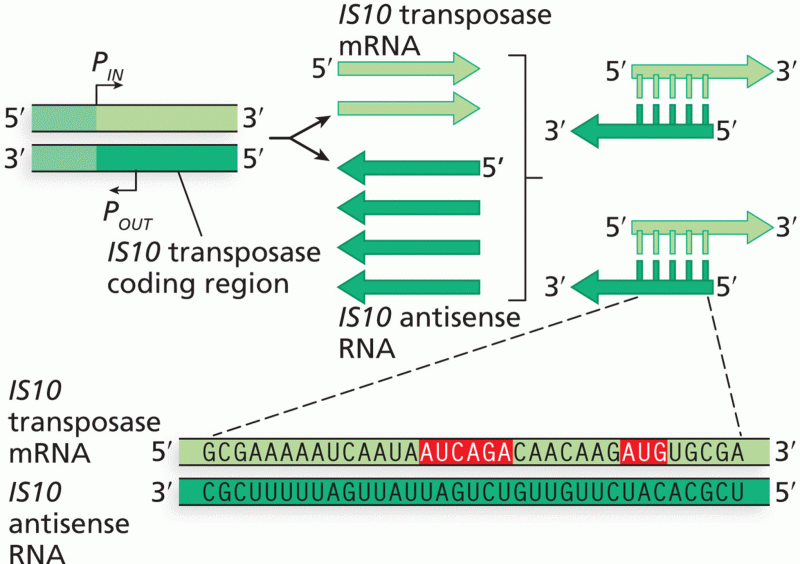 Antisense RNA control of the expression of IS10 transposase