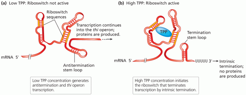 Transcriptional regulation by a riboswitch mechanism