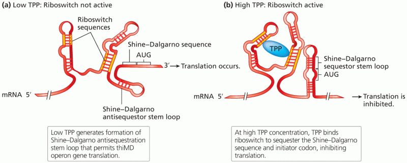 A riboswitch mechanism regulating translation of mRNA