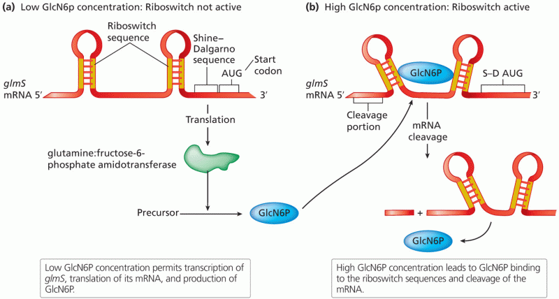 Control of mRNA stability by a riboswitch