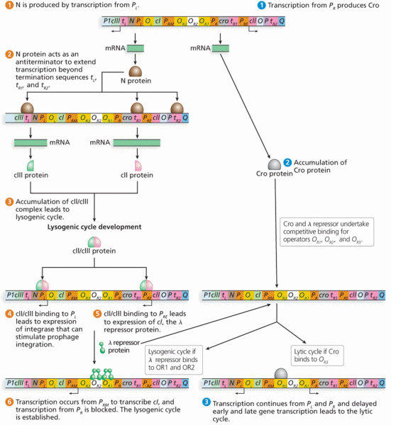 Regulation of Bacteriophage Entry into the Lytic or Lysogenic Cycle