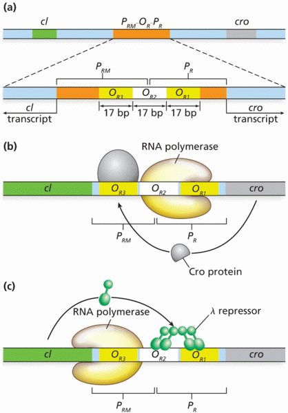 Transcription of  phage genes cro and cl