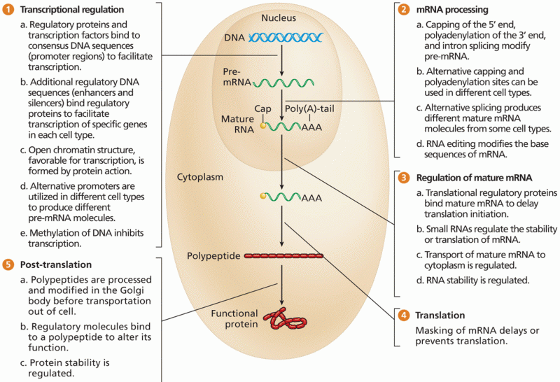 An overview of gene regulation mechanisms in eukaryotes