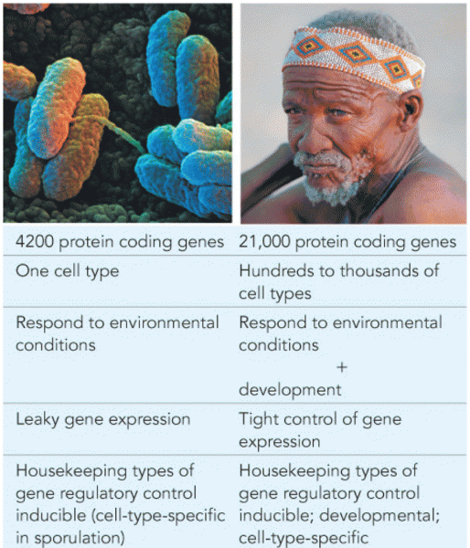 Comparison of bacterial and eukaryotic gene expression