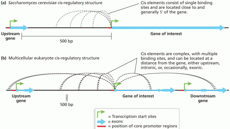 Cis-element regulatory structures in eukaryotes