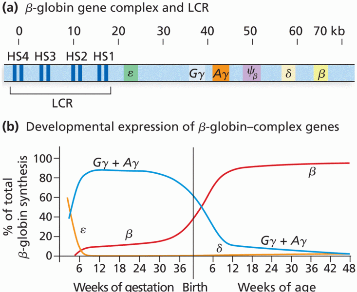 Locus control and developmental expression of human globin–complex genes