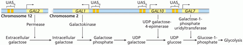 Galactose utilization in S. cerevisiae