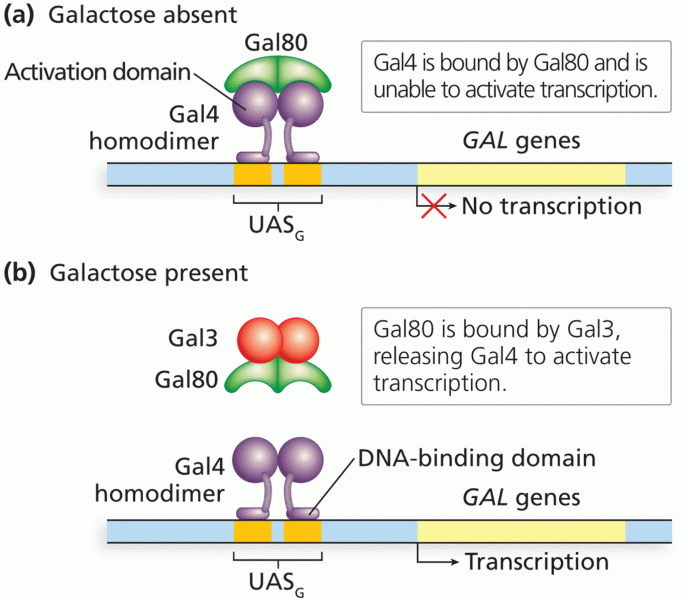 Regulation of GAL gene transcription