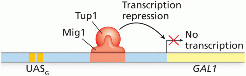 Transcription repression of the yeast GAL1 gene