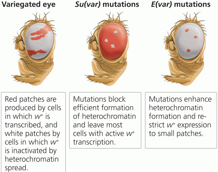 E(var) and Su(var) mutations