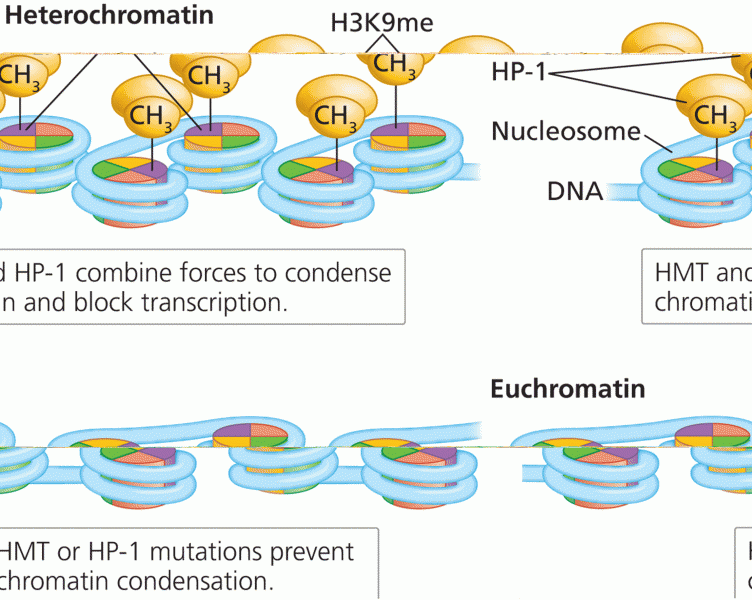 HMT and HP-1 modify chromatin