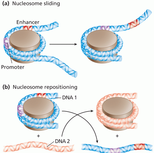 Two of the modes of nucleosome displacement to expose regulatory sequences 
