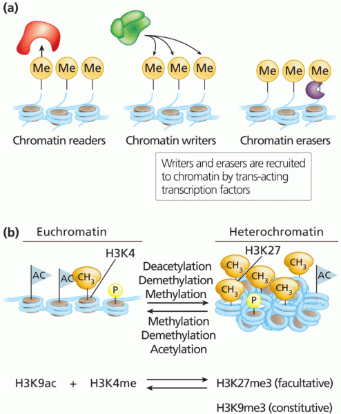 Chromatin readers, writers, and erasers 