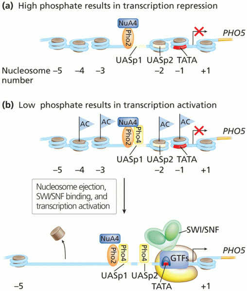 Transcription control of PHO5 in Saccharomyces cerevisiae