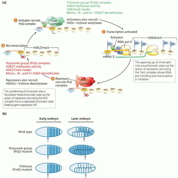 Antagonistic activities of PcG and TrxG complexes in facultative heterochromatin