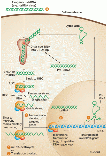 Gene silencing by RNAi
