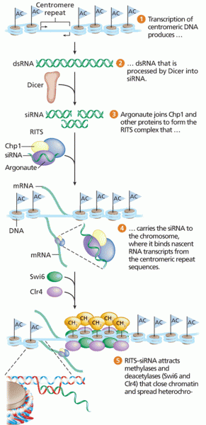 RNA-induced transcriptional silencing (RITS) in yeast