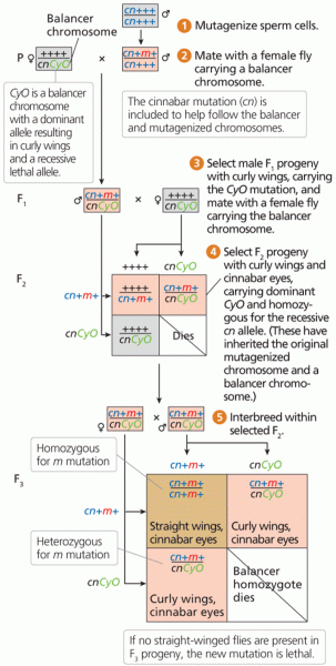 Identifying recessive mutations in Drosophila using a balancer chromosome