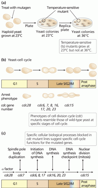 An example of identification and analysis of conditional alleles 