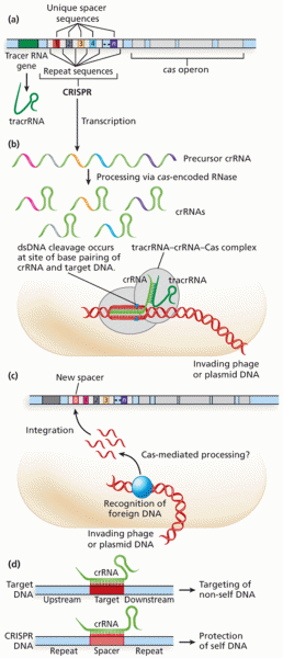 Structure and mechanism of CRISPR–cas in microbes 