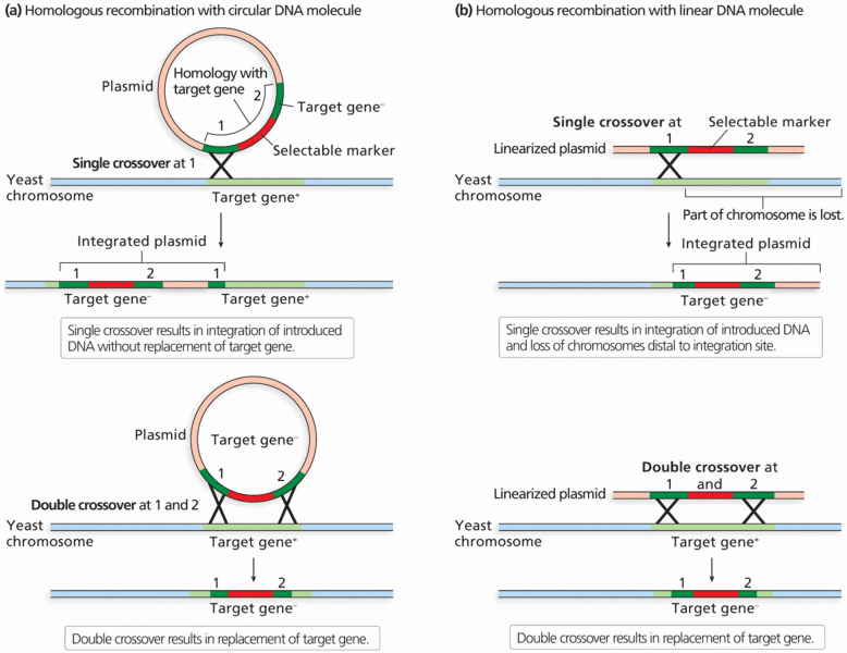 Homologous recombination: single versus double crossovers 