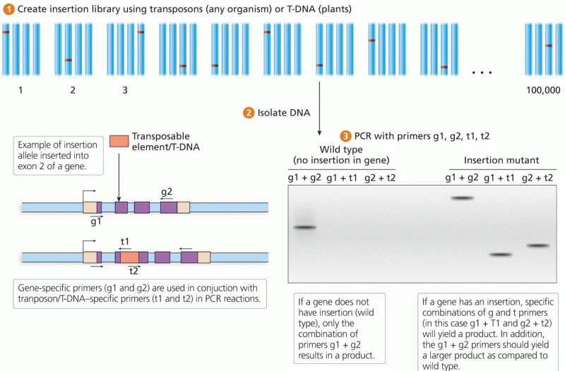 Reverse genetics using insertional mutagenesis