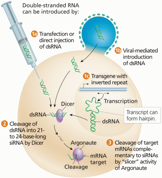 Reverse genetics using RNAi