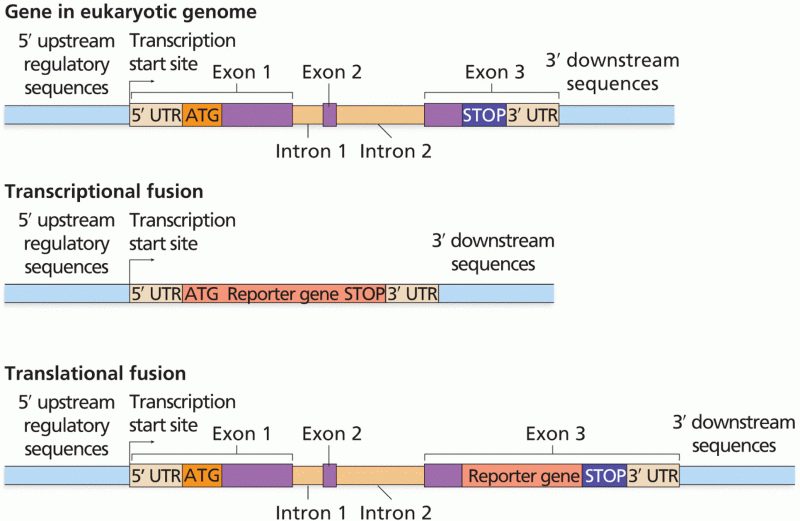 Transcriptional versus translational gene fusions