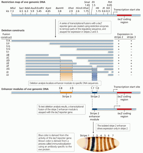 Use of reporter gene in promoter analysis of the even-skipped (eve) gene