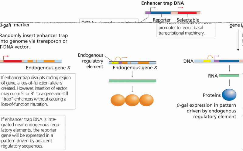 Enhancer trapping to reveal expression patterns of endogenous genes