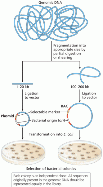 Construction of genomic libraries