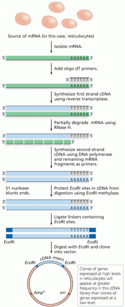 Construction of cDNA libraries