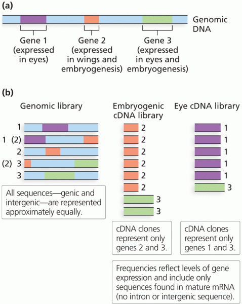 Content of genomic versus cDNA libraries