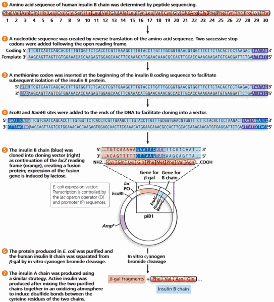 Producing human insulin in E. coli