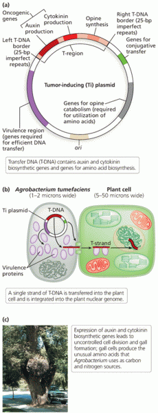 Crown gall disease caused by Agrobacterium via plant transformation 