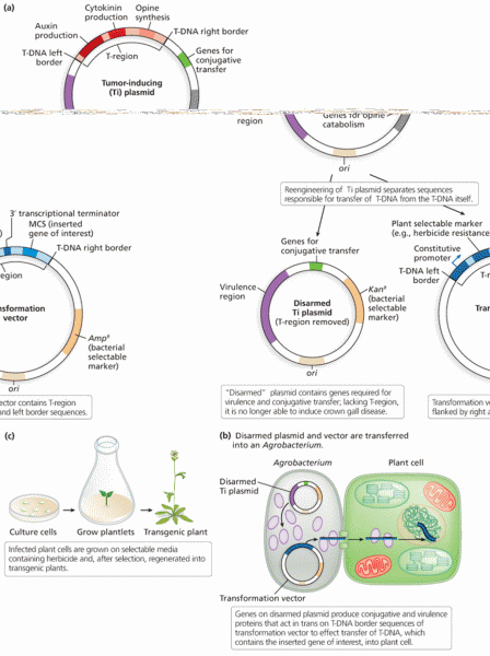 Reengineering the Ti plasmid to create transgenic plants 